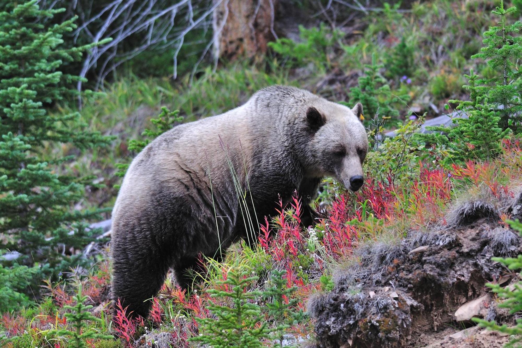 A Bear And Bison Country Inn Canmore Luaran gambar